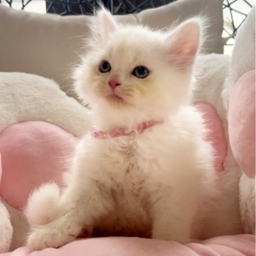 ミヌエット【千葉県・女の子・2024年5月6日・ホワイト③（長足　長毛）】の写真「ブルーアイ甘えん坊な女の子」