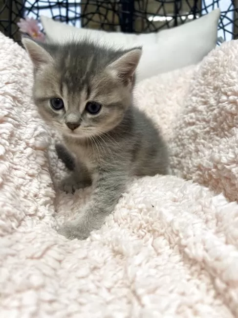 ジューンブライドスタイ(ブルー⑤)わんちゃん猫ちゃん用 マンチカン(長足)【千葉県・男の子・2025年8月14日・ブルー