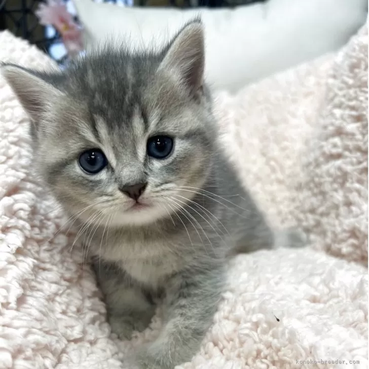 ID:2509-00222の子猫