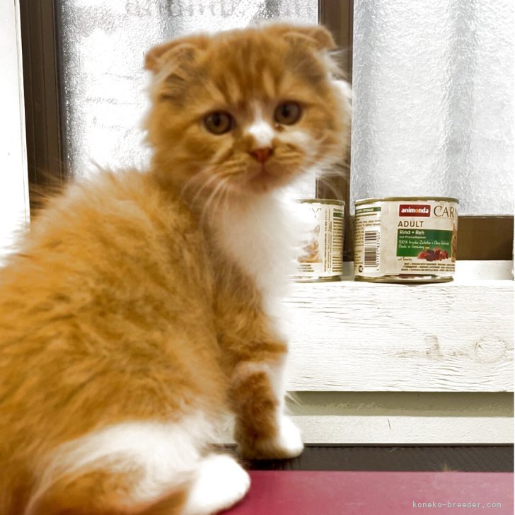 ブリーダー画像