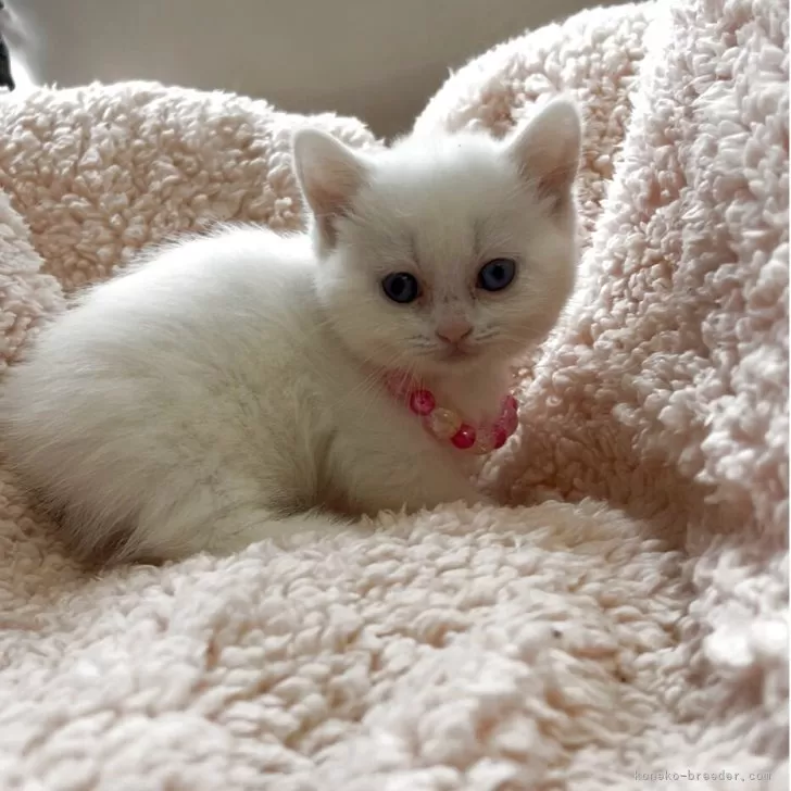 ミヌエット(短足)【千葉県・女の子・2025年8月21日・ホワイト ブルーアイ 短毛】の写真1