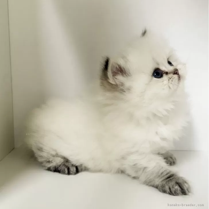 ブリティッシュロングヘア【千葉県・女の子・2025年2月20日・シルバーポイント①シャム柄ブルーアイ】の写真1