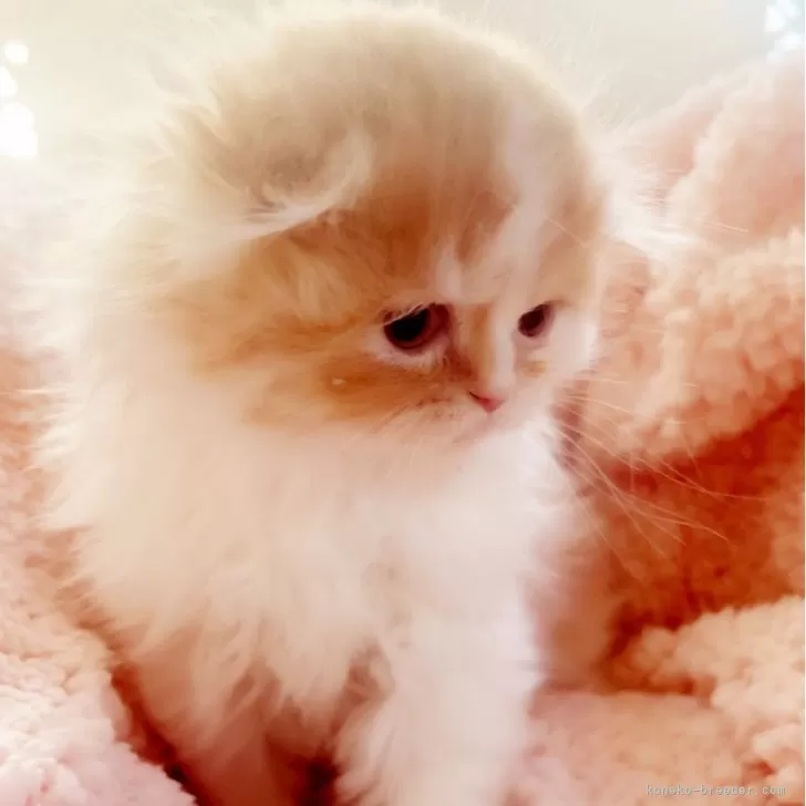 ID：2412-00315の子猫