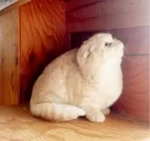 マンチカン(短足)【千葉県・男の子・2024年8月23日・クリームタビー垂れ耳短足短毛】の写真5