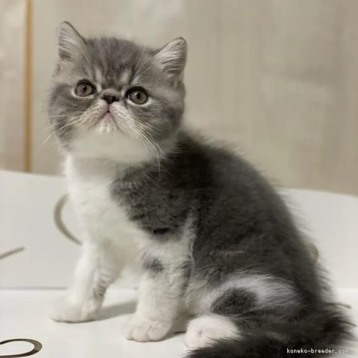 ID:2301-00089の子猫