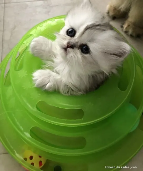 ID：2007-00392の子猫