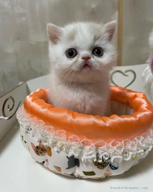 ID：2204-03033の子猫