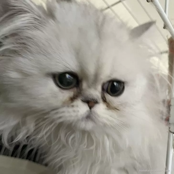 ID：2411-02305の子猫