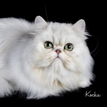 ペルシャ(チンチラ)【和歌山県・男の子・2024年7月18日・シェーテッドシルバー】の写真「お膝猫の甘えん坊　去勢手術済ませました」
