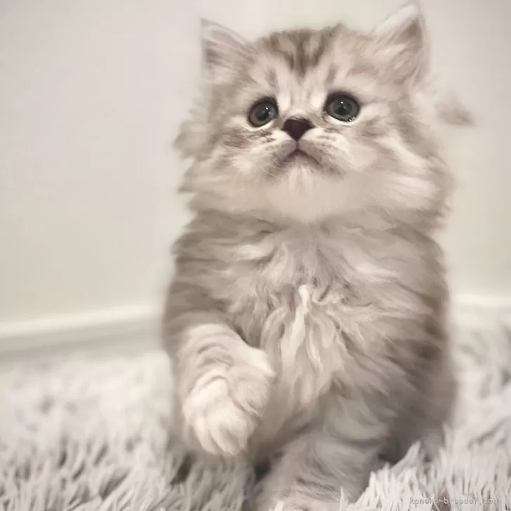 ID：2412-01424の子猫