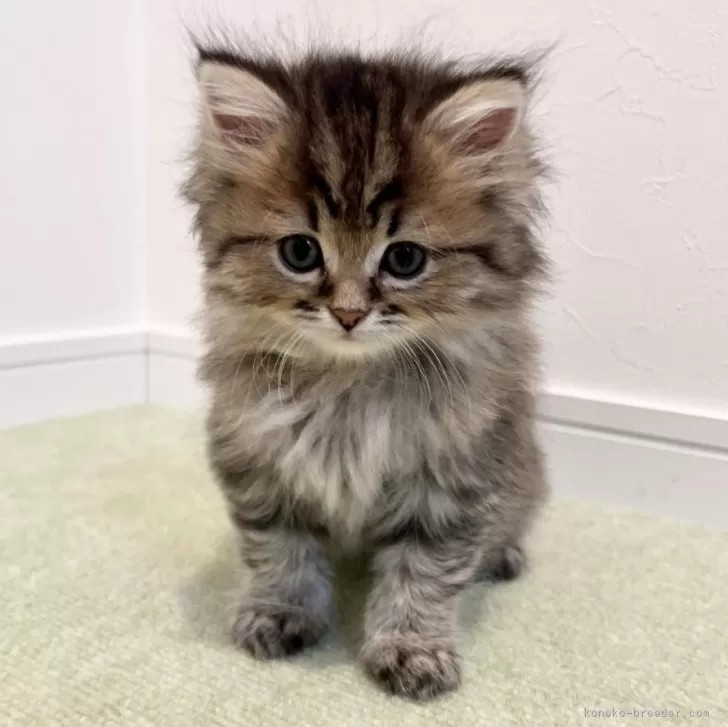 ID：2406-00079の子猫