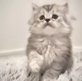 サイベリアン【広島県・女の子・2024年10月30日・シルバータビー】の写真1「ご飯をよく食べ元気いっぱい遊びます♪」