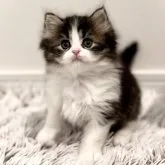 サイベリアン【広島県・男の子・2023年3月12日・ブラックスモークタビー&ホワイト】の写真1「バランスもよく完璧なお顔立ちです🐱✨」