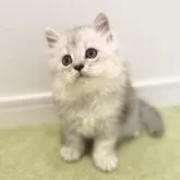 サイベリアン【広島県・男の子・2024年4月10日・シルバータビー&ホワイト】の写真1