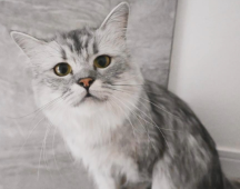 サイベリアン【・女の子・2023年3月12日・シルバータビー】