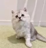 サイベリアン【広島県・男の子・2024年4月10日・シルバータビー&ホワイト】の写真2