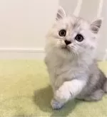 サイベリアン【広島県・男の子・2024年4月10日・シルバータビー&ホワイト】の写真3