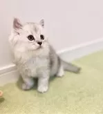 サイベリアン【広島県・男の子・2024年4月10日・シルバータビー&ホワイト】の写真4