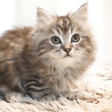 サイベリアン【広島県・男の子・2026年1月3日・シルバータビー（トリプルコート）】の写真「毛量豊かで骨格の良い子猫です」