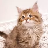 サイベリアン【広島県・男の子・2025年7月6日・ブラウンマッカレルタビー】の写真1「毛ぶき抜群、愛らしいお顔に成長中です🎶」