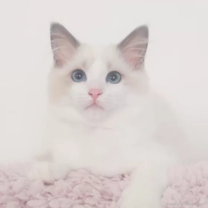 ID：2409-00763の子猫