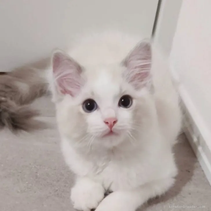 ID：2309-00027の子猫