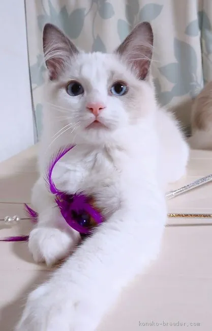 ID:2102-00254の子猫