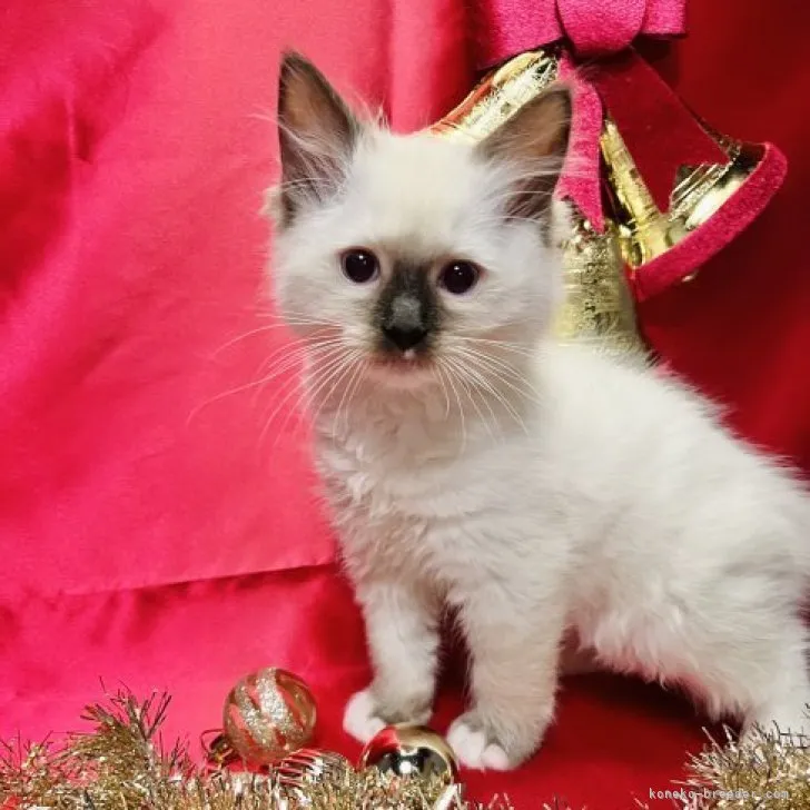 ID：2311-00543の子猫