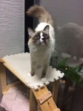 ラグドール【・男の子・2016年3月30日・シールポイントミデット】