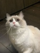 ラグドール【・女の子・2020年9月10日・ブルーポイントバイカラー】