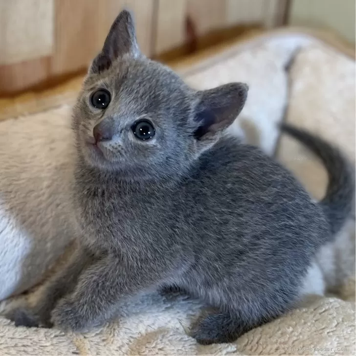 ID：2404-03148の子猫