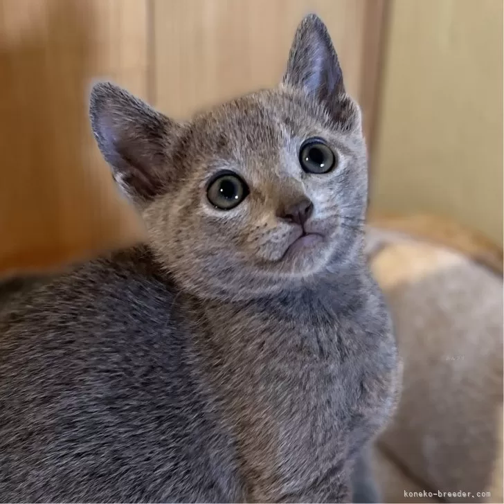 ID：2411-01855の子猫