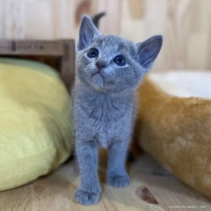 ID：2304-02299の子猫