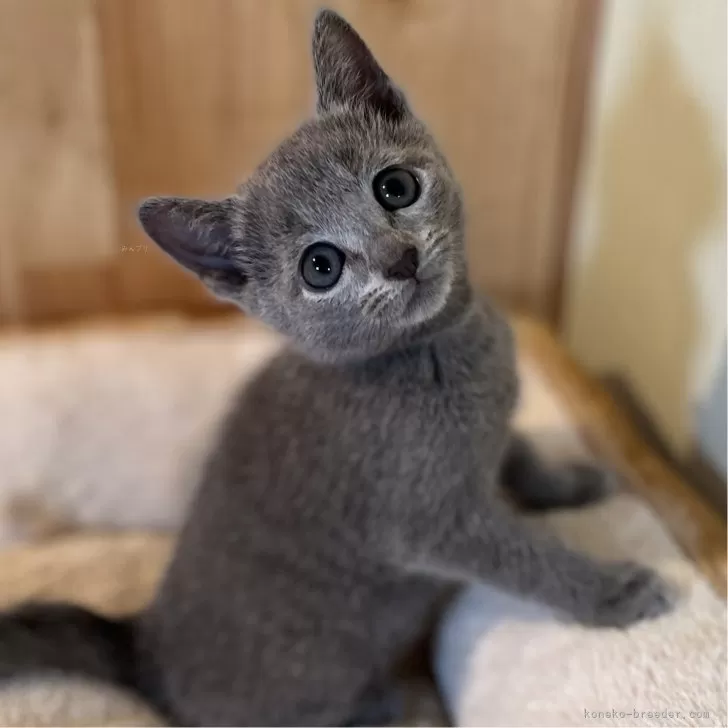 C.T 様のお迎えした子猫