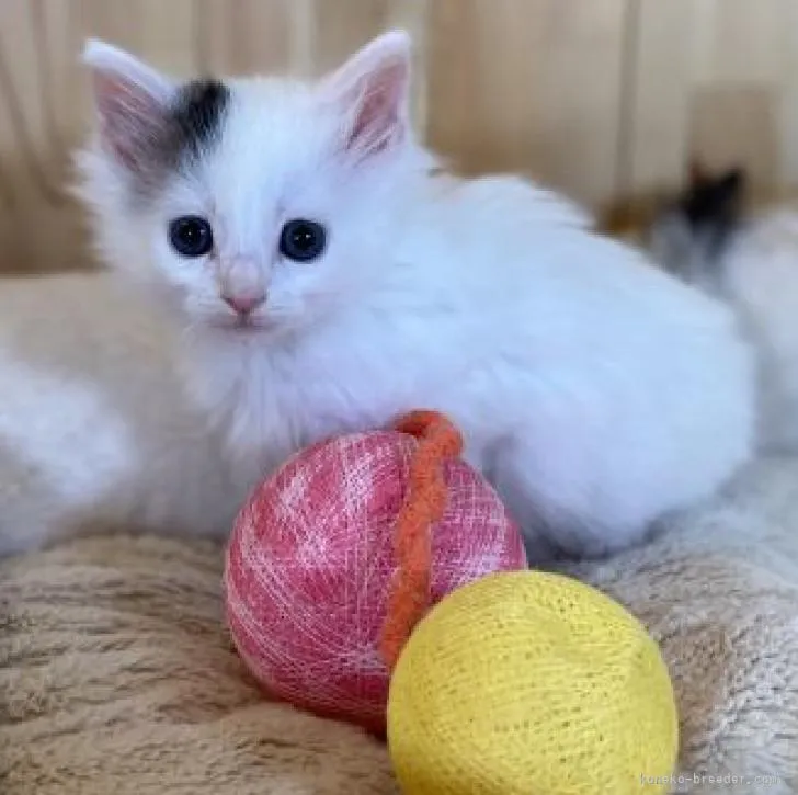 ID：2211-01483の子猫