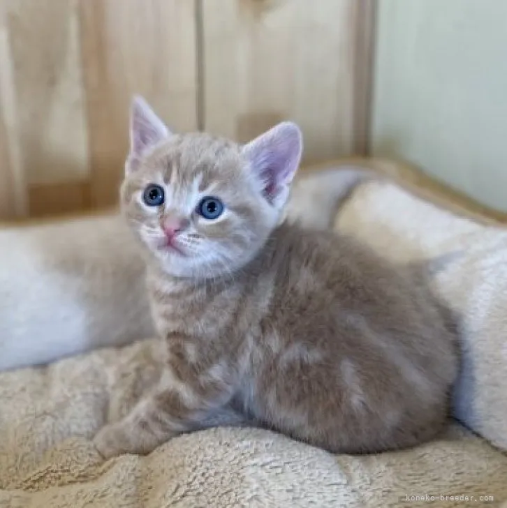 ID：2303-01539の子猫