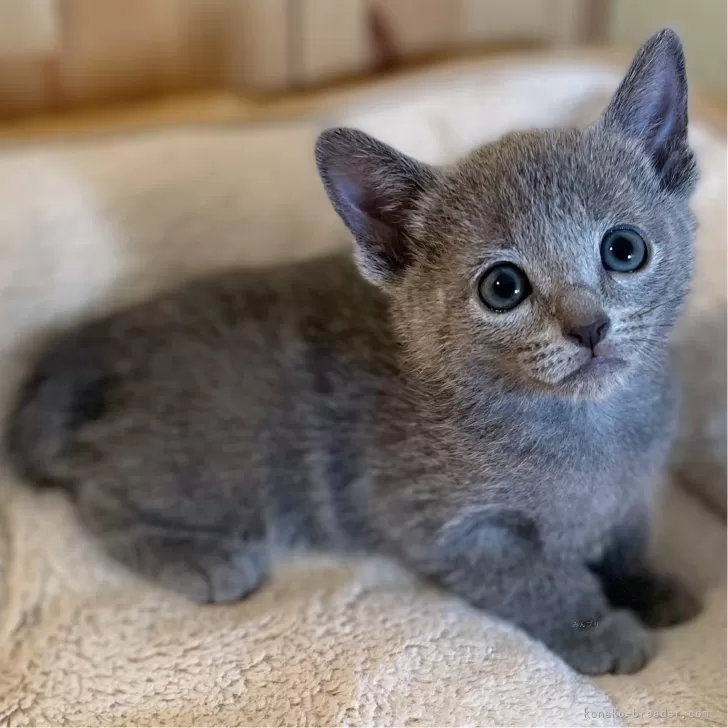 Y.K 様のお迎えした子猫