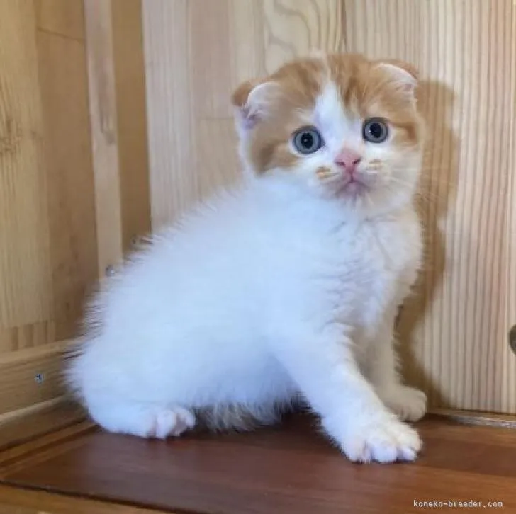 ID：2207-02824の子猫