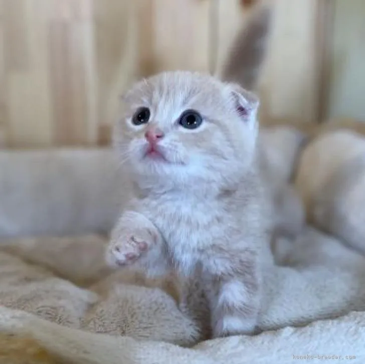 ID:2212-01462の子猫