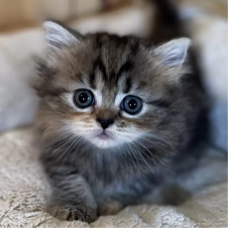 ID：2405-03578の子猫