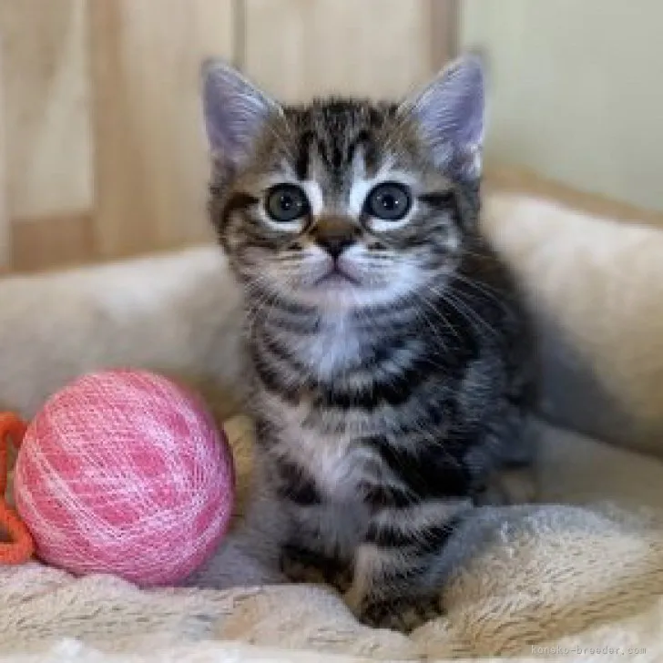 ID：2304-02297の子猫