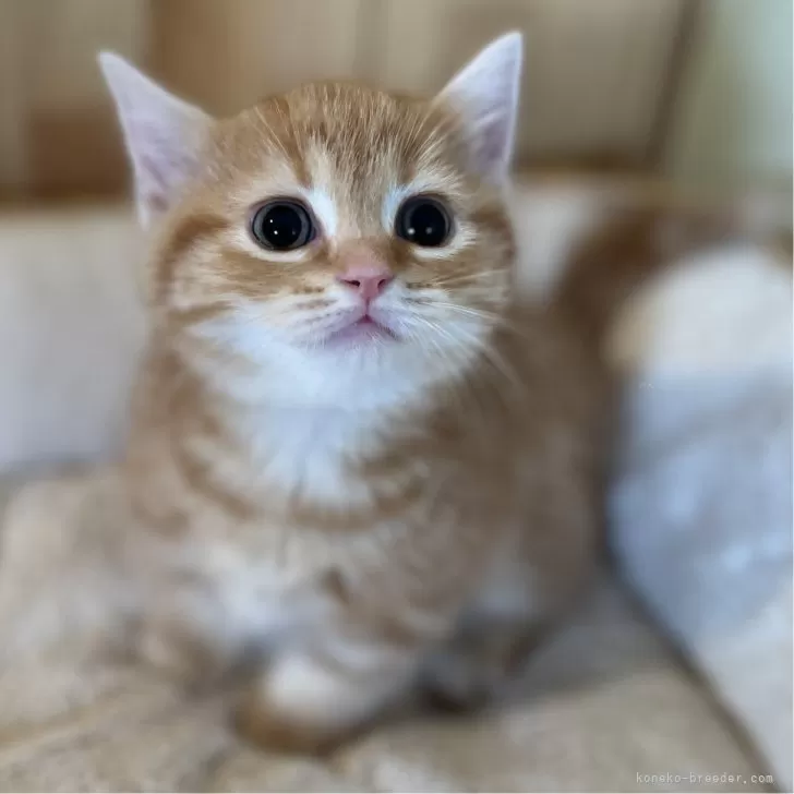 ID:2406-02424の子猫