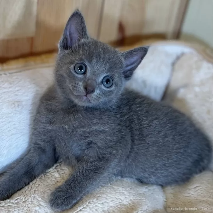 ID：2405-01934の子猫