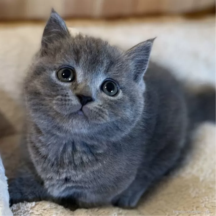ID:2411-01666の子猫