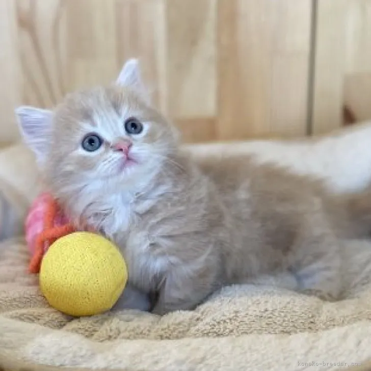 ID：2304-02945の子猫