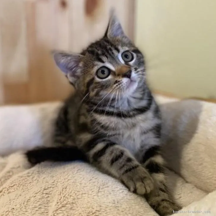 ID：2207-02142の子猫