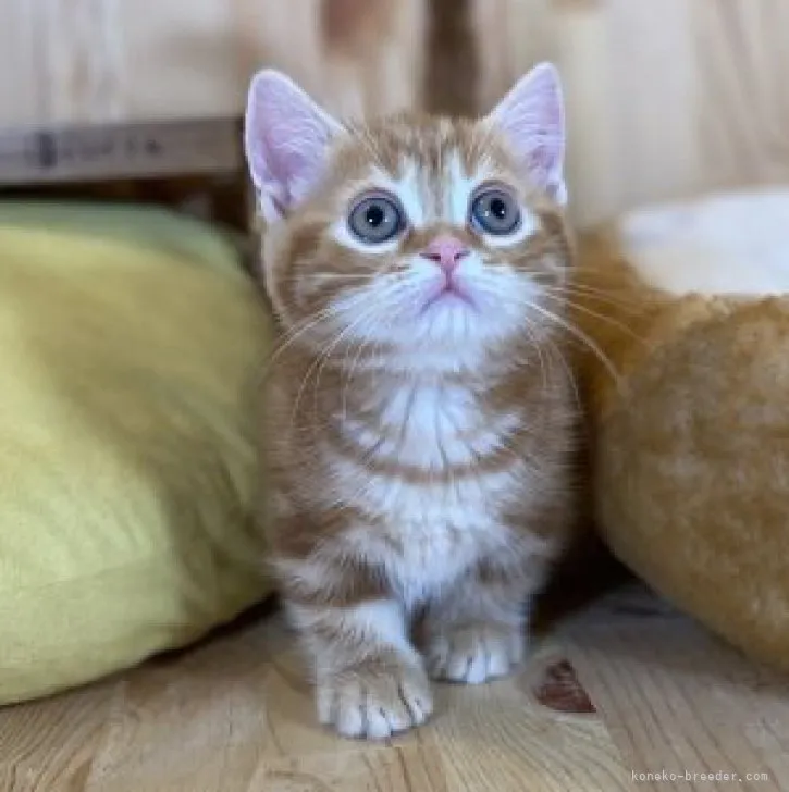 mine 様のお迎えした子猫