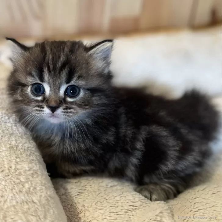 モリタ 様のお迎えした子猫