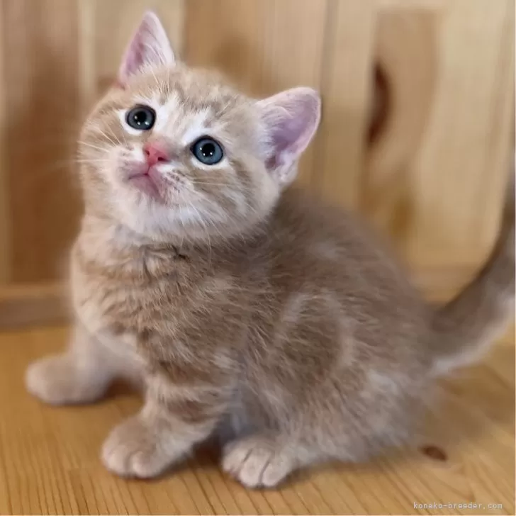ID:2407-00003の子猫