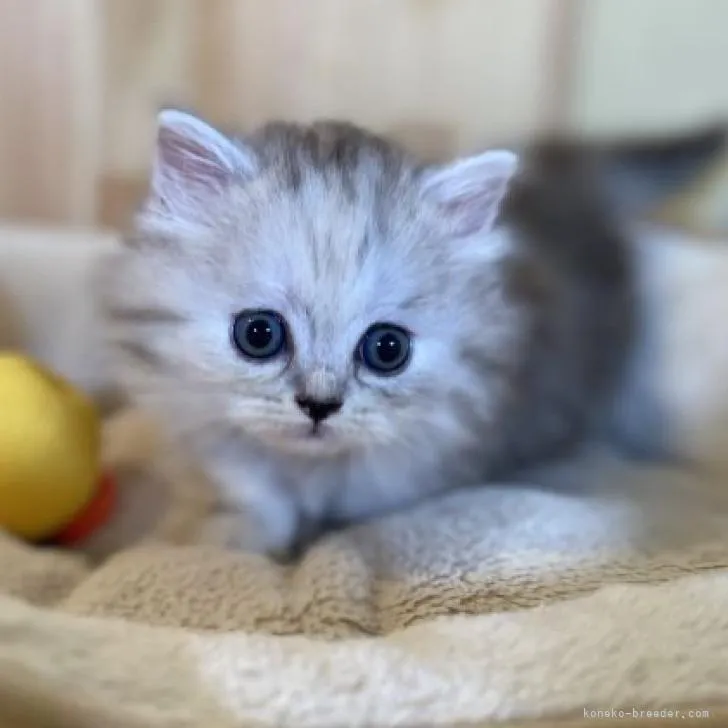 ID：2209-00830の子猫